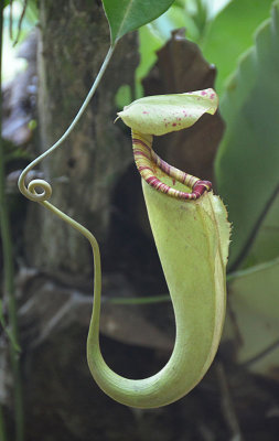 Pitcher Plant (Nepenthes sp)