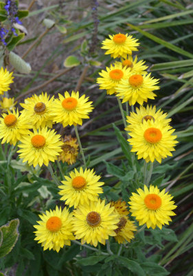 Golden Everlasting (Xerochrysum bracteatum)