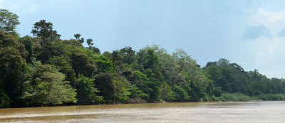 riparian rainforest