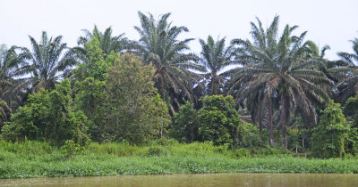 Oil Palm plantation