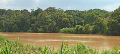 Sungai Kinabatangan