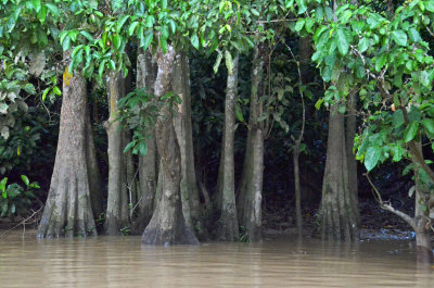 swamp forest trees