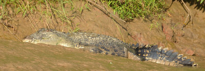 Saltwater Crocodile