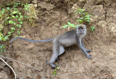 Long-tailed Macaque