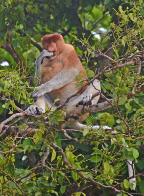 Proboscis Monkey male