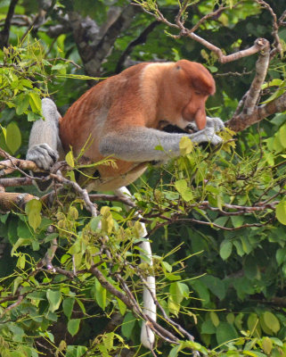 Proboscis Monkey