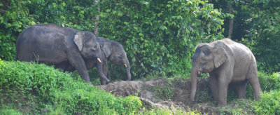 Asiatic Elephants