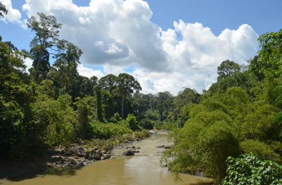 Sungai Segama and rainforest