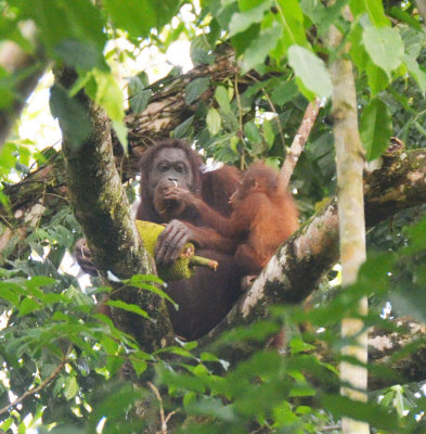Orangutan mother & child