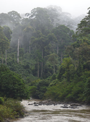 rainforest & Sungai Segama