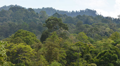 mixed dipterocarp rainforest