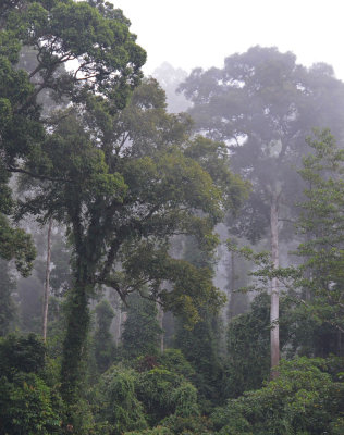 mixed dipterocarp rainforest