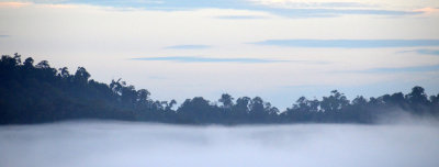 jungle dawn