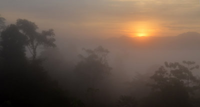 jungle dawn