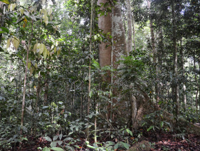 inside primary rainforest
