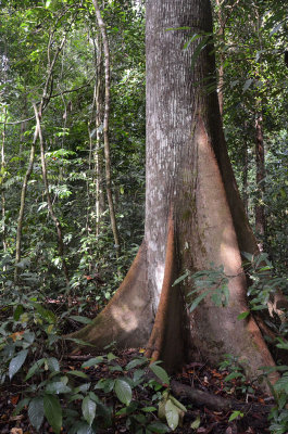 rainforest tree