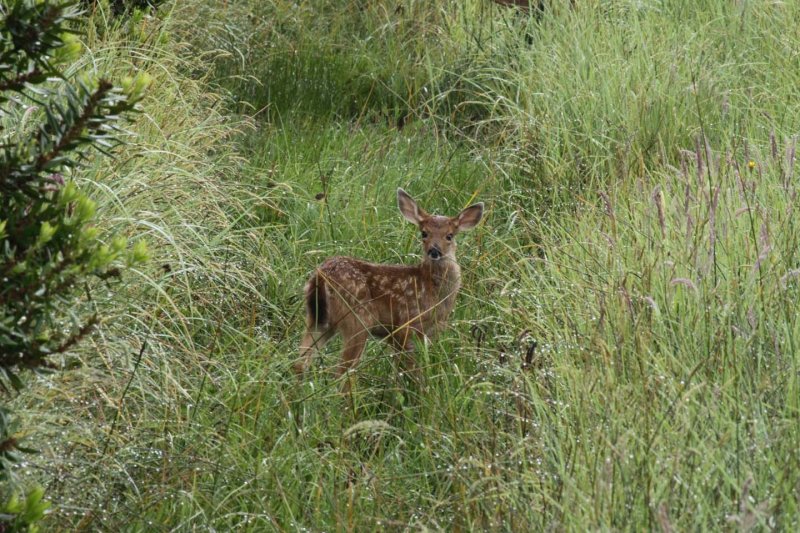 Very Young Fawn  IMG_7761.jpg
