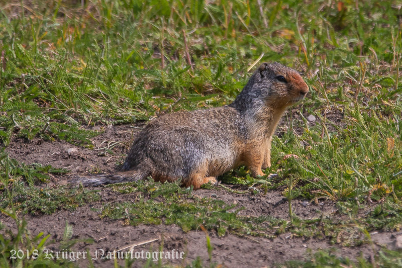 Columbian Ground Squirrel-8444.jpg