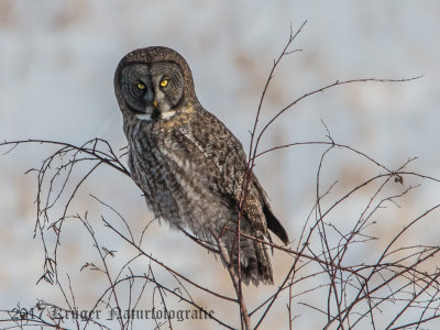 Great Gray Owl-1470.jpg