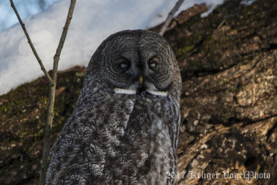 Great Gray Owl-1776.jpg