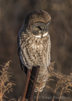 Great Gray Owl-1817.jpg + 1 Video
