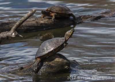 Northern Red-bellied Turtle-1948.jpg