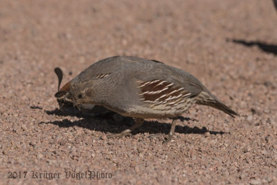 Gambel's Quail (female)-2221.jpg