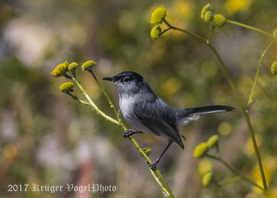 Black-tailed Gnatcatcher-2297.jpg