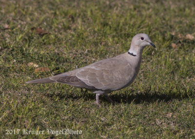 Eurasian-collared Dove-2483.jpg