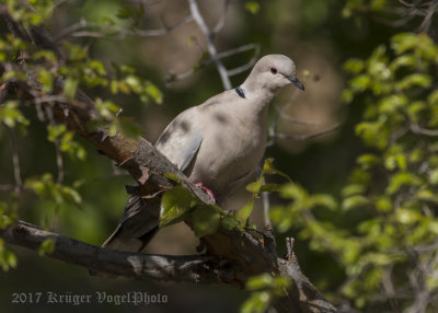 Eurasian-collared Dove-2493.jpg
