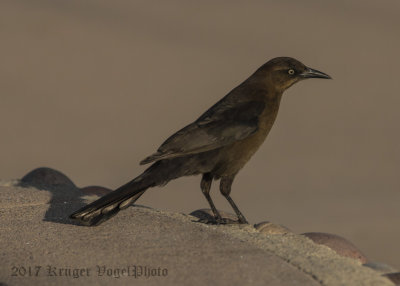 Great-tailed Grackle (female)-2452.jpg