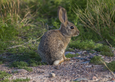 Desert Cottontail Rabbit (2)