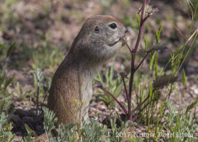 Round-tailed Ground Squirrel-2175.jpg