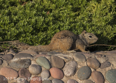 Rock Squirrel (1)