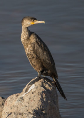 Neotropic Cormorant (6)