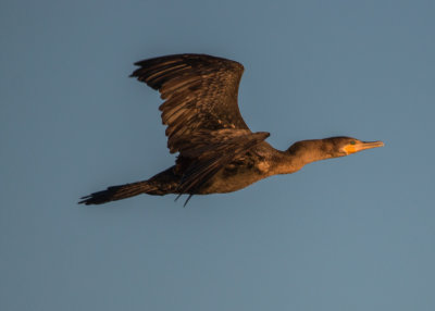 Neotropic Cormorant-2571.jpg