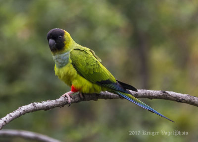 Tropical Birds