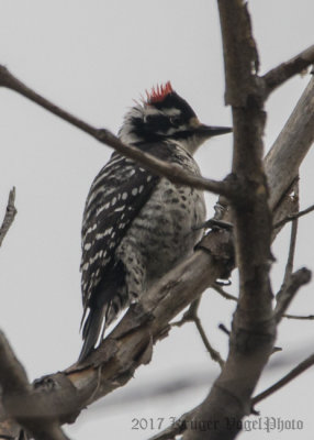 Nutall's Woodpecker (1)