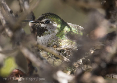 Anna's Hummingbird (male)-3826.jpg