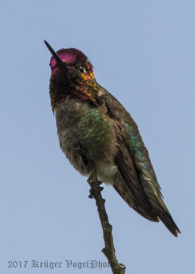 Anna's Hummingbird (male)-3840.jpg