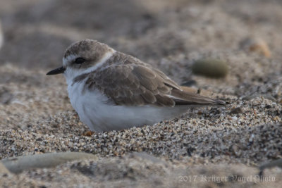 Snowy Plover-3808.jpg