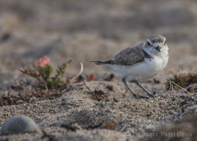 Snowy Plover-3804.jpg