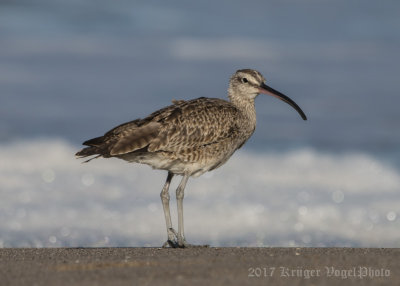 Whimbrel-4184.jpg