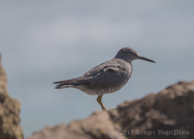 Wandering Tattler (1)