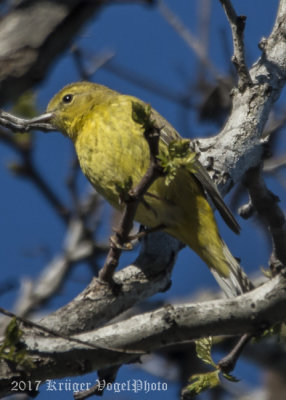 Wilsons Warbler (female)-4280.jpg