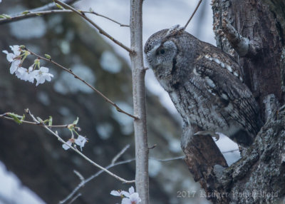 Eastern Screetch Owl-4456.jpg