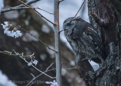 Eastern Screetch Owl-4469.jpg