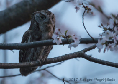 Eastern Screetch Owl-4471.jpg