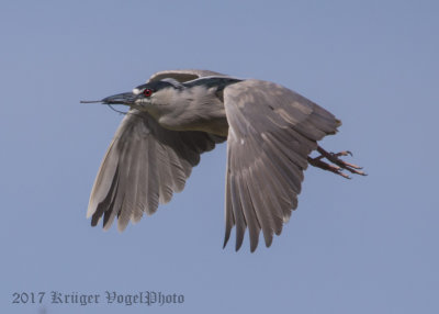 Black-crowned Night Heron (23)