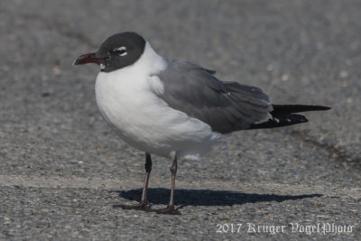 Laughing Gull-2948.jpg